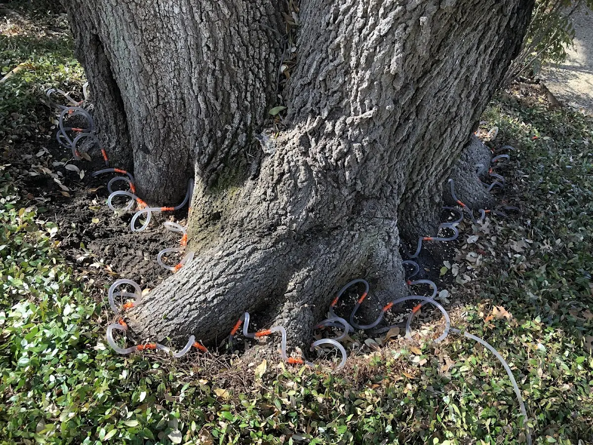 Detailed Shrub and Hedge Trimming job site in Trinway