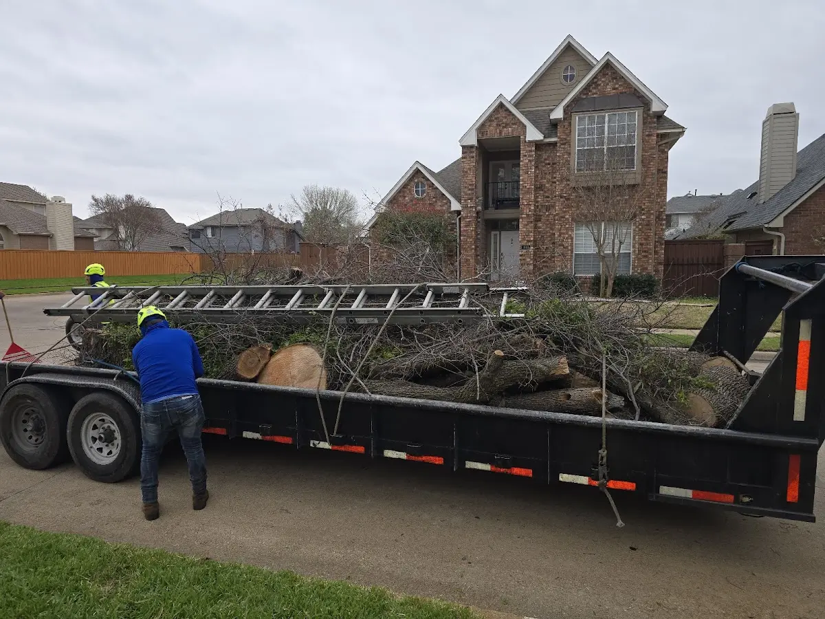 Expert Tree Removal with proper safety equipment in Trinway